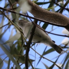 Gerygone fusca (Western Gerygone) at Fyshwick, ACT - 6 Oct 2023 by RodDeb