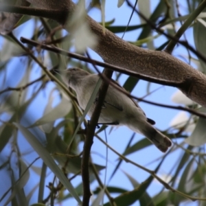 Gerygone fusca at Fyshwick, ACT - 6 Oct 2023