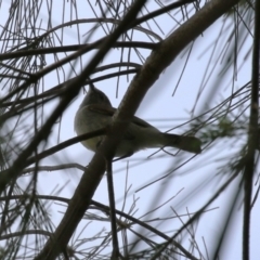 Gerygone fusca at Fyshwick, ACT - 6 Oct 2023