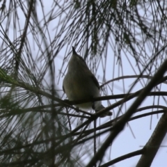 Gerygone fusca at Fyshwick, ACT - 6 Oct 2023