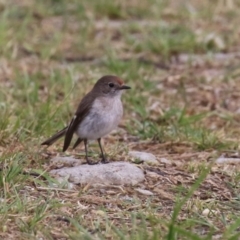 Petroica goodenovii at Fyshwick, ACT - 6 Oct 2023