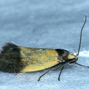 Eulechria heliophanes at Majura, ACT - 3 Oct 2023 08:31 PM