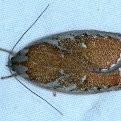Euchaetis rhizobola (A Concealer moth (Wingia group)) at Majura, ACT - 3 Oct 2023 by jb2602