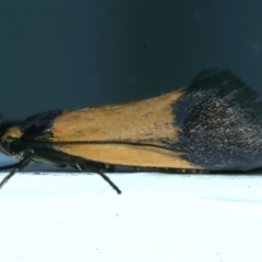 Eulechria heliophanes (A Concealer moth) at Ainslie, ACT - 30 Sep 2023 by jb2602