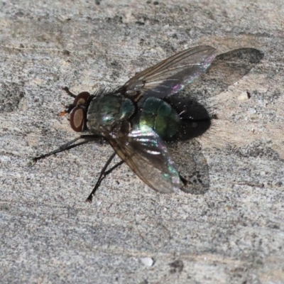 Unidentified Bristle Fly (Tachinidae) at West Wodonga, VIC - 6 Oct 2023 by KylieWaldon