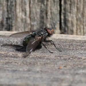 Chetogaster sp. (genus) at West Wodonga, VIC - 7 Oct 2023 09:30 AM