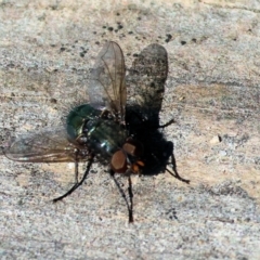 Chetogaster sp. (genus) at West Wodonga, VIC - 7 Oct 2023 09:30 AM