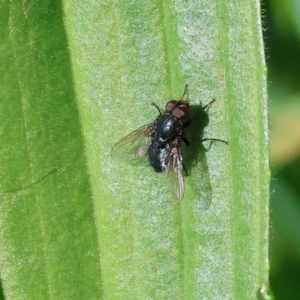 Chetogaster sp. (genus) at West Wodonga, VIC - 7 Oct 2023 09:30 AM