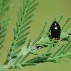 Adoxia benallae (Leaf beetle) at Wodonga - 6 Oct 2023 by KylieWaldon