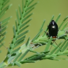 Adoxia benallae (Leaf beetle) at West Wodonga, VIC - 7 Oct 2023 by KylieWaldon