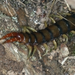 Cormocephalus aurantiipes at Majura, ACT - 3 Oct 2023