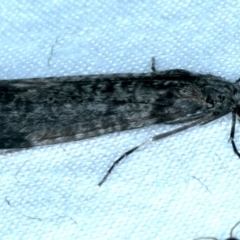 Leptoceridae sp. (family) (Long-horned caddisfly) at Mount Ainslie - 3 Oct 2023 by jb2602