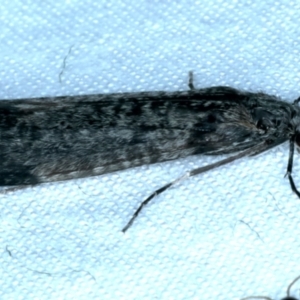 Leptoceridae sp. (family) at Majura, ACT - 3 Oct 2023