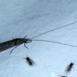 Leptoceridae sp. (family) at Majura, ACT - 3 Oct 2023 08:20 PM