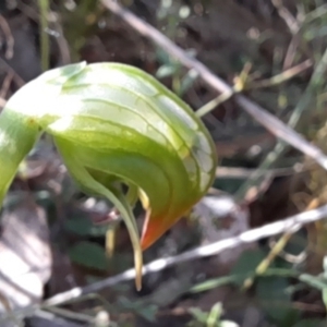 Pterostylis nutans at Canberra Central, ACT - 18 Sep 2023