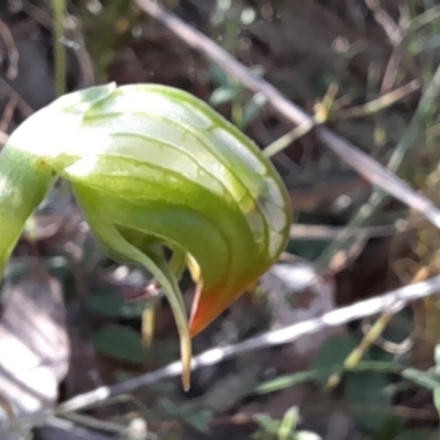 Pterostylis nutans (Nodding Greenhood) at Canberra Central, ACT - 18 Sep 2023 by Jo