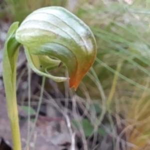 Pterostylis nutans at Canberra Central, ACT - 18 Sep 2023