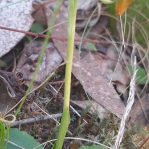 Pterostylis nutans at Canberra Central, ACT - suppressed