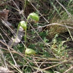 Pterostylis nutans at Canberra Central, ACT - suppressed