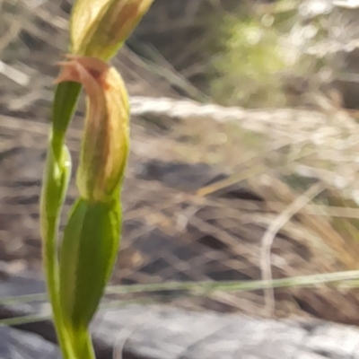 Bunochilus umbrinus (Broad-sepaled Leafy Greenhood) at Black Mountain - 18 Sep 2023 by Jo