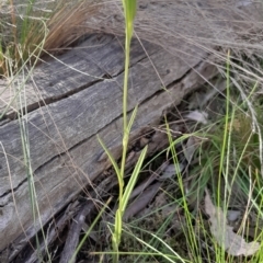 Bunochilus umbrinus (ACT) = Pterostylis umbrina (NSW) at suppressed - 18 Sep 2023