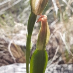 Bunochilus umbrinus (ACT) = Pterostylis umbrina (NSW) at suppressed - 18 Sep 2023