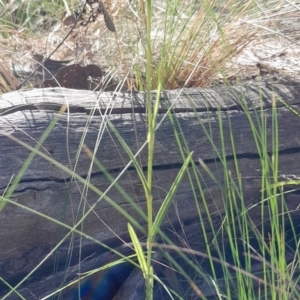 Bunochilus umbrinus (ACT) = Pterostylis umbrina (NSW) at suppressed - 18 Sep 2023