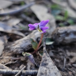 Viola betonicifolia at Captains Flat, NSW - 7 Oct 2023 04:32 PM