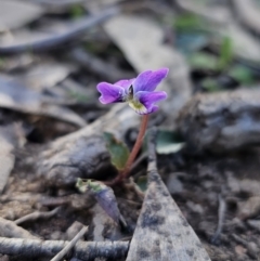 Viola betonicifolia (Mountain Violet) at Captains Flat, NSW - 7 Oct 2023 by Csteele4