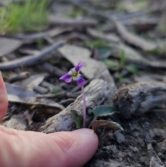 Viola betonicifolia at Captains Flat, NSW - 7 Oct 2023 04:32 PM