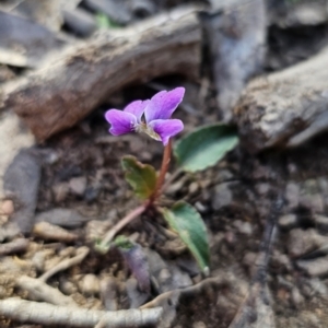 Viola betonicifolia at Captains Flat, NSW - 7 Oct 2023