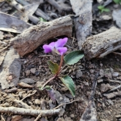 Viola betonicifolia at Captains Flat, NSW - 7 Oct 2023