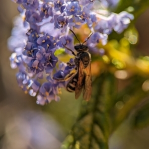 Lasioglossum (Chilalictus) sp. (genus & subgenus) at Holder, ACT - 7 Oct 2023 03:53 PM