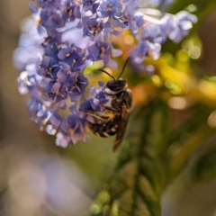 Lasioglossum (Chilalictus) sp. (genus & subgenus) at Holder, ACT - 7 Oct 2023 03:53 PM