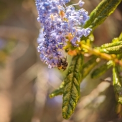 Lasioglossum (Chilalictus) sp. (genus & subgenus) at Holder, ACT - 7 Oct 2023