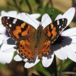 Vanessa kershawi at Wanniassa, ACT - 7 Oct 2023 03:32 PM