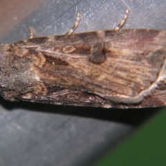 Agrotis munda (Brown Cutworm) at Sheldon, QLD - 8 Sep 2007 by PJH123