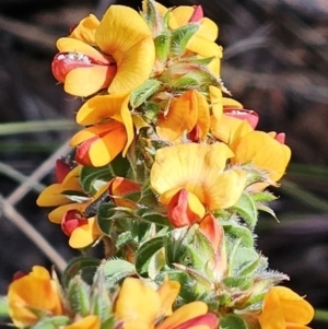 Pultenaea procumbens at Belconnen, ACT - 7 Oct 2023