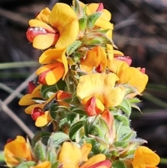 Pultenaea procumbens (Bush Pea) at Belconnen, ACT - 7 Oct 2023 by sangio7