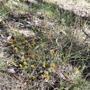 Pultenaea procumbens at Belconnen, ACT - 7 Oct 2023