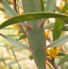 Tropidoderus childrenii at Higgins, ACT - 6 Oct 2023