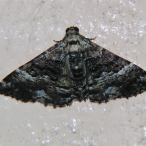 Aporoctena scierodes at Sheldon, QLD - suppressed