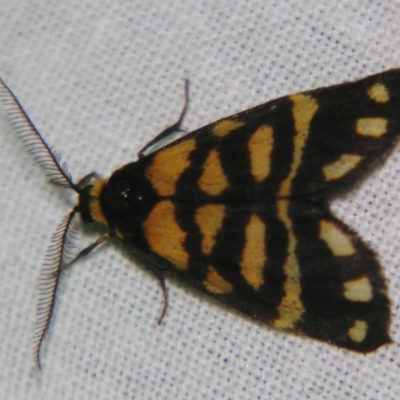 Asura lydia (Lydia Lichen Moth) at Sheldon, QLD - 7 Sep 2007 by PJH123