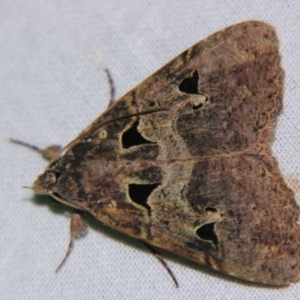 Avatha discolor at Sheldon, QLD - 7 Sep 2007