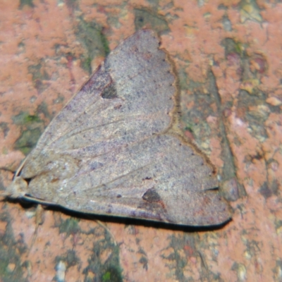 Avatha discolor (Dimorphic Statusmoth) at Sheldon, QLD - 7 Sep 2007 by PJH123