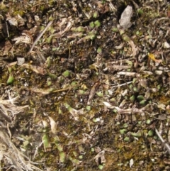 Asterella drummondii (A thallose liverwort) at Belconnen, ACT - 6 Oct 2023 by pinnaCLE