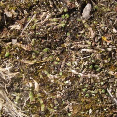 Asterella drummondii (A thallose liverwort) at Belconnen, ACT - 6 Oct 2023 by pinnaCLE