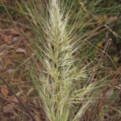 Austrostipa densiflora (Foxtail Speargrass) at Lake Ginninderra - 6 Oct 2023 by pinnaCLE