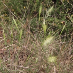 Austrostipa densiflora at Belconnen, ACT - 6 Oct 2023