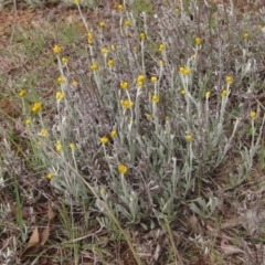 Chrysocephalum apiculatum (Common Everlasting) at Belconnen, ACT - 6 Oct 2023 by pinnaCLE